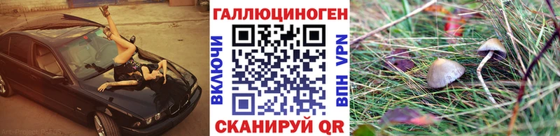 Псилоцибиновые грибы Psilocybine cubensis  Трубчевск 